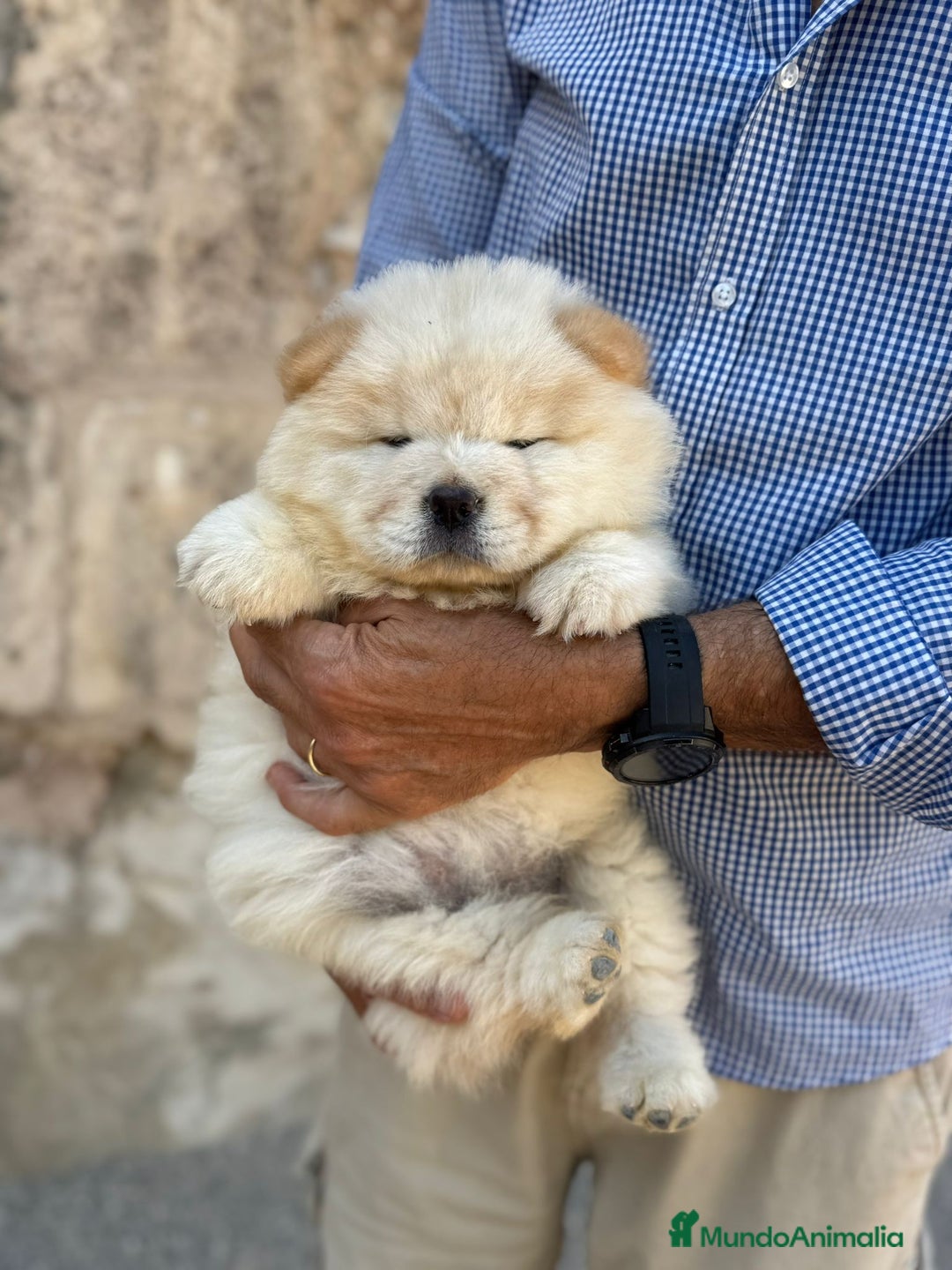 Chow Chow perros en venta: vchow chow - Anuncio 3