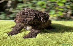 Perro de Agua Español perros en venta: Perro de Agua chocolate  - Imagen 6