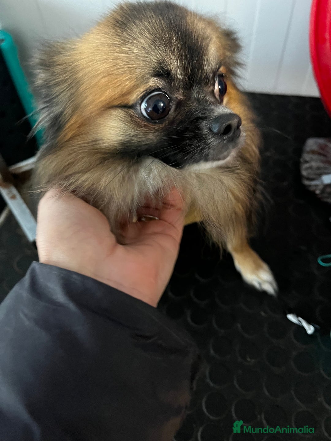 Pomchi perros en adopcion: Chihuhuha  - Anuncio 2