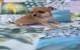 Chihuahua perros en venta: Chihuahua toy - Imagen 8