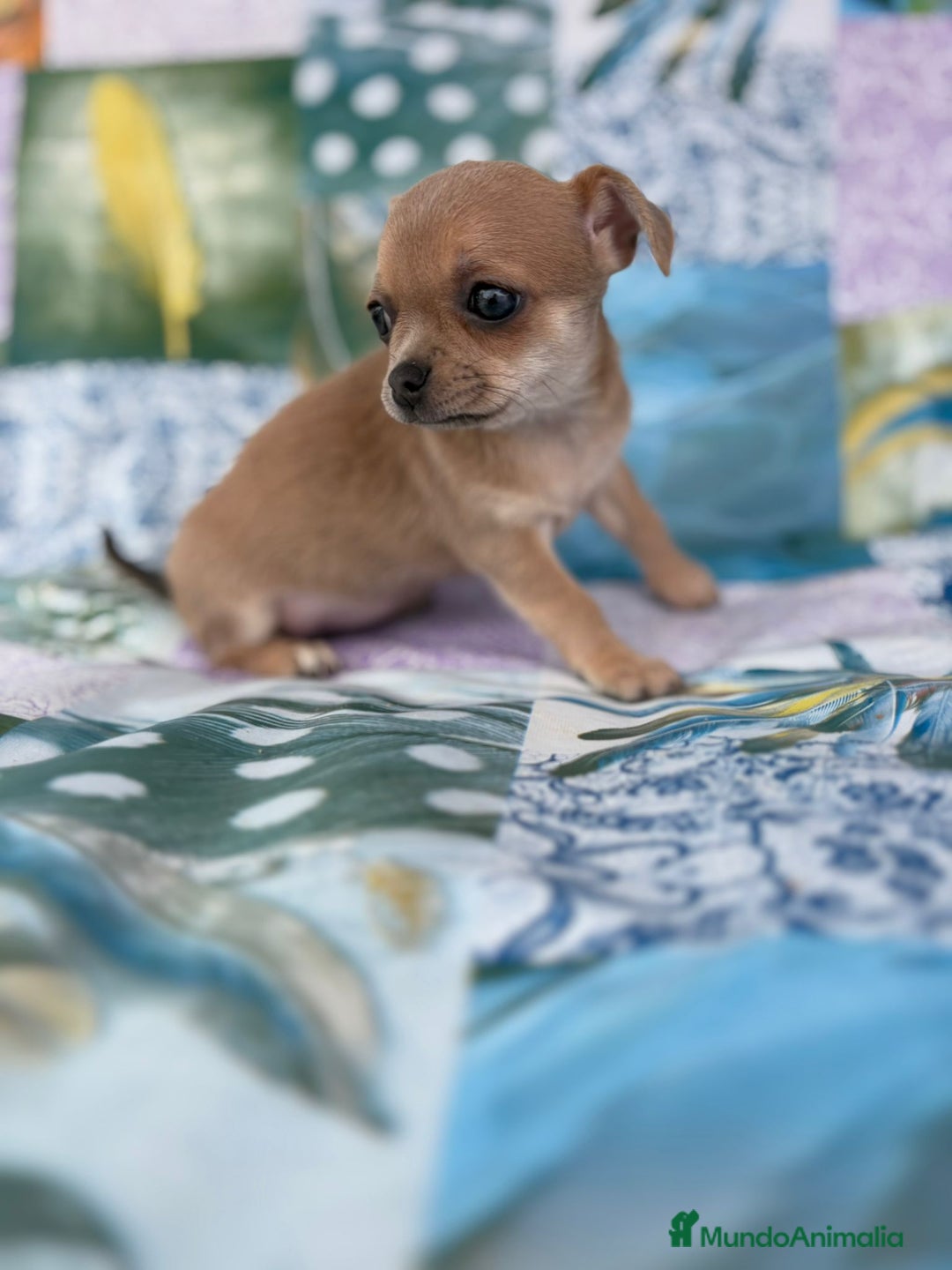 Chihuahua perros en venta: Chihuahua toy - Imagen 8