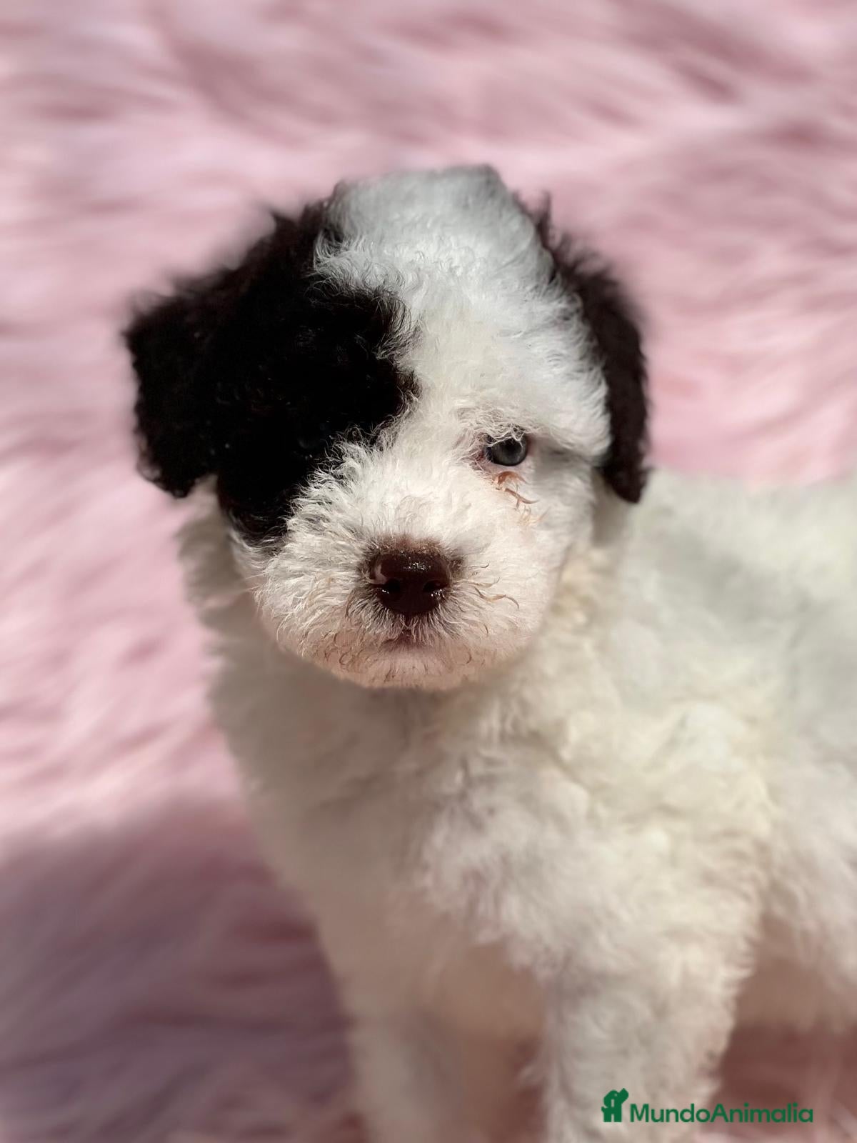 Perro de Agua Español perros PERRO DE AGUAL ARLEQUÍN DISPONIBLES en Barcelona - Anuncio 2