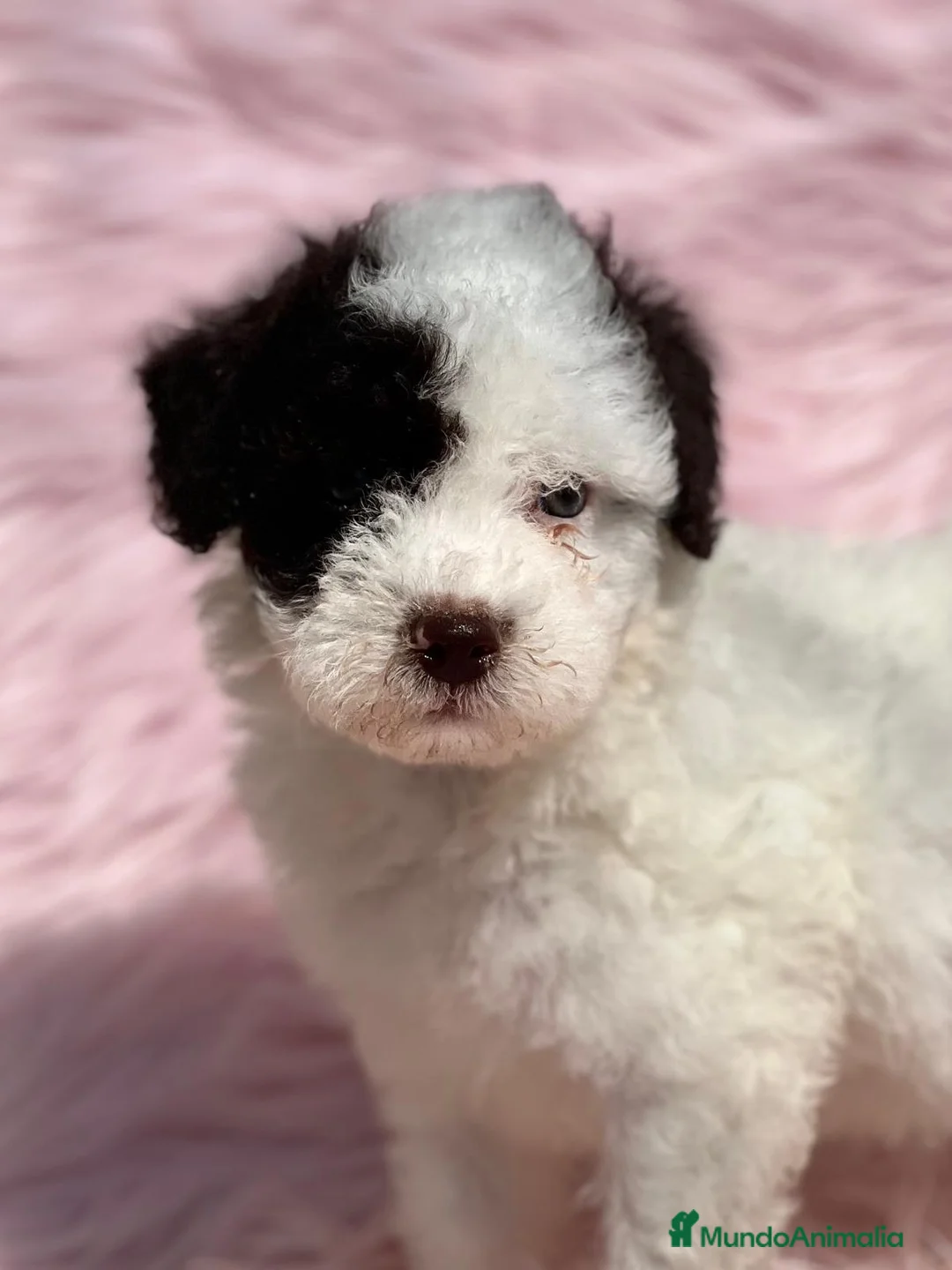 Perro de Agua Español perros en venta: PERRO DE AGUAL ARLEQUÍN DISPONIBLES en Barcelona - Anuncio 2