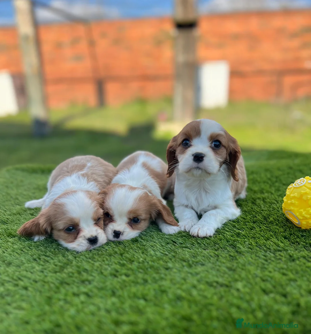 Cavalier King Charles Spaniel perros en venta: Cavalier king - Anuncio 2