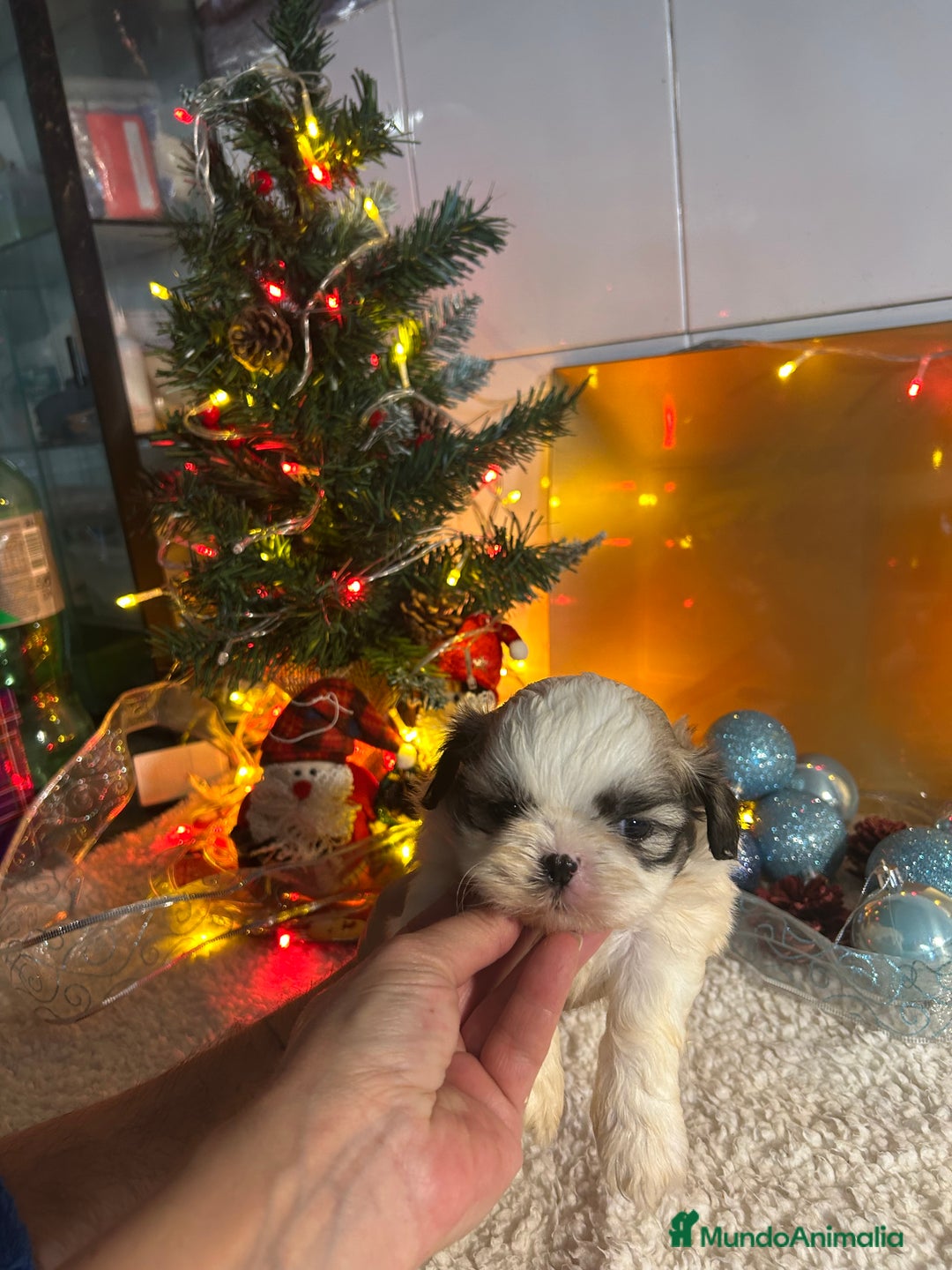 Shih Tzu perros en venta: Shih tzu - Anuncio 3
