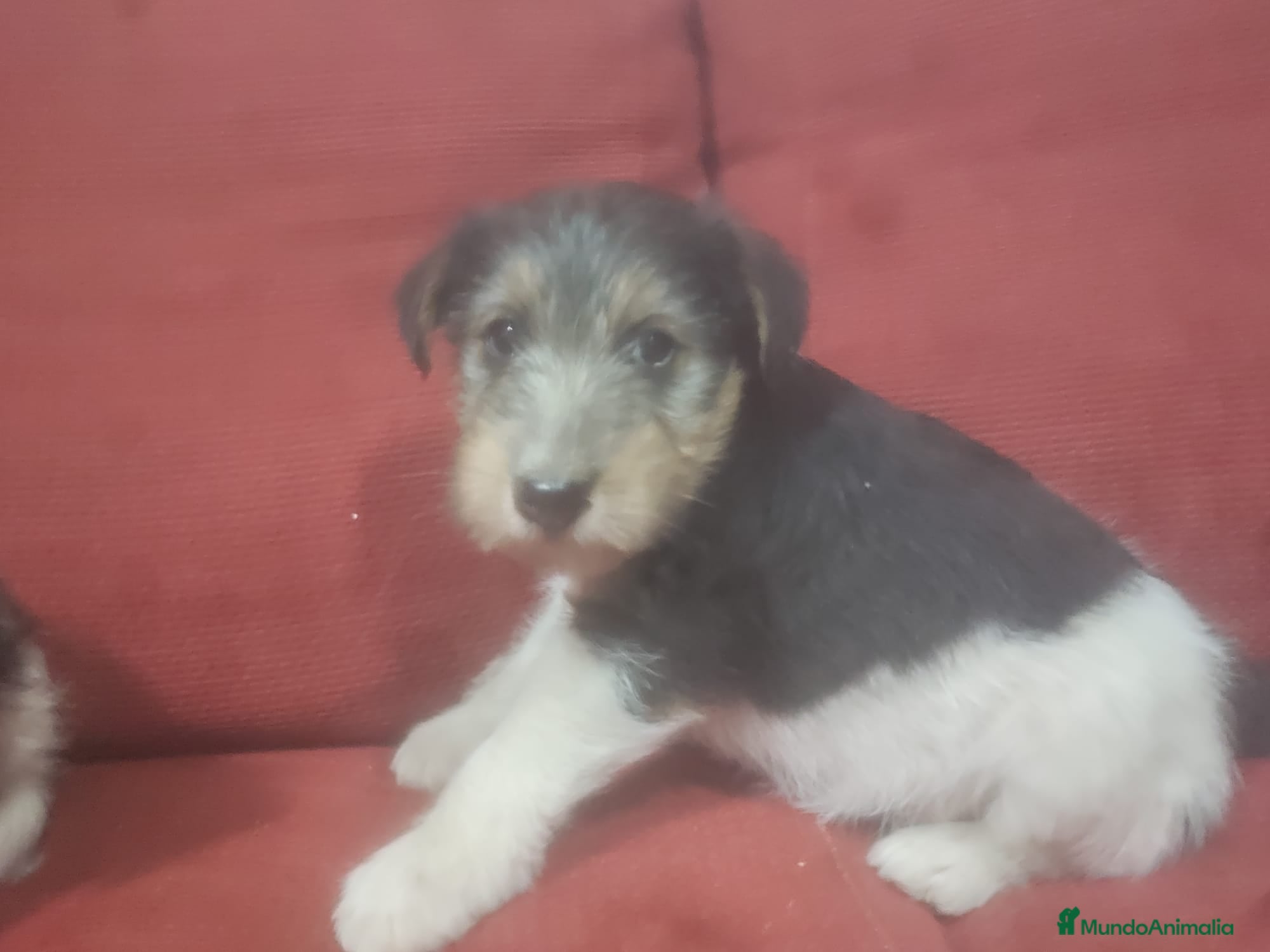 Fox Terrier de Pelo Duro perros Fox terrier  - Anuncio 1