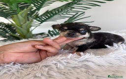 Chihuahua perros en venta: CHIHUAHUA MERLE HEMBRA - Imagen 7