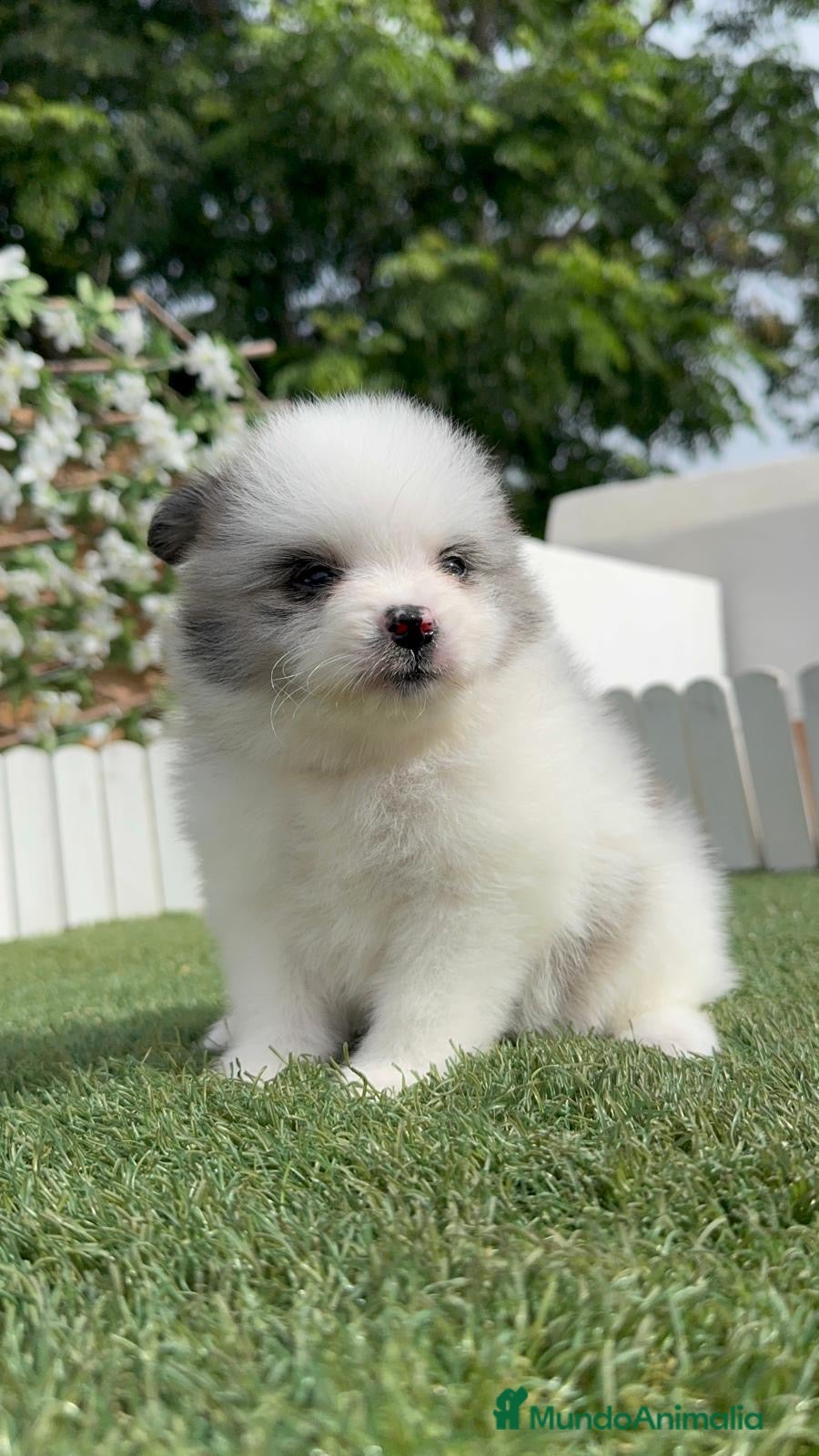 Pomerania perros POMERANIA - Anuncio 1