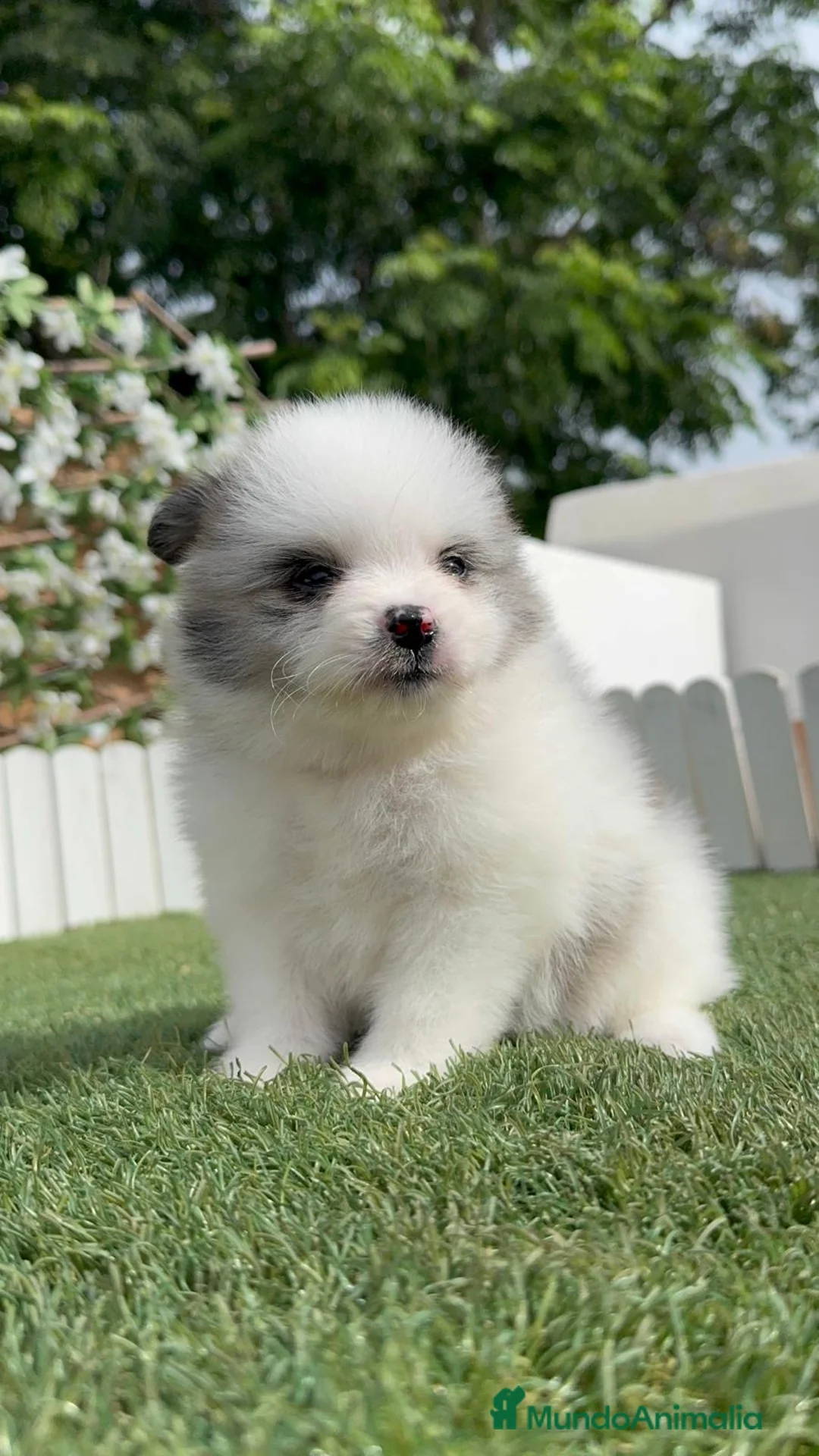 Pomerania perros en venta: POMERANIA - Anuncio 1