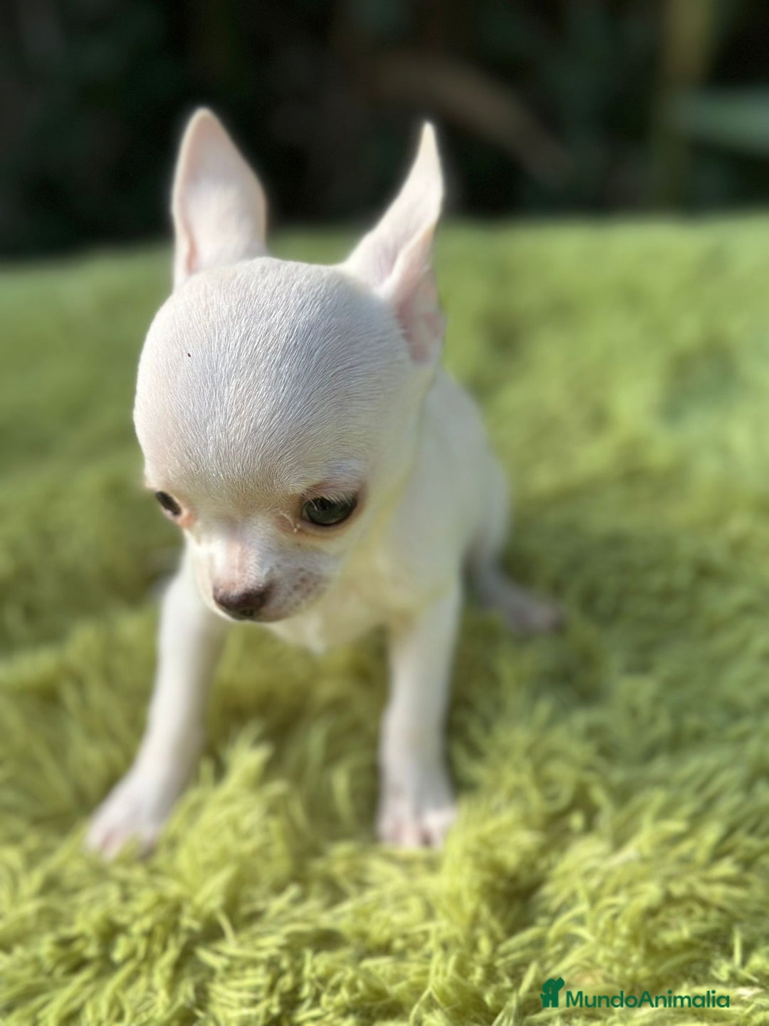 Chihuahua perros en venta: Chihuahua mscho minitoy  - Imagen 4