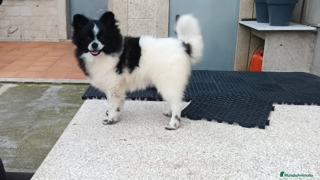 Pomerania perros en venta: Se vende Lulu de pomerania  - Imagen 2