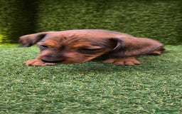 Teckel Miniatura perros en venta: camada teckel mini  - Imagen 29