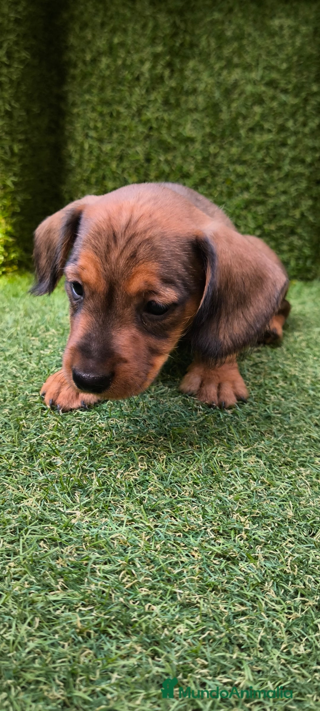 Teckel Miniatura perros en venta: camada teckel mini  - Imagen 29