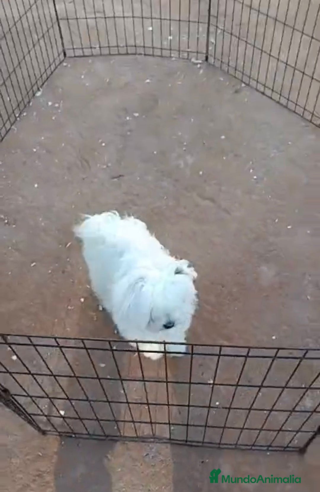 Bichón Maltés perros en venta: Bichon maltés 6 meses  - Anuncio 11