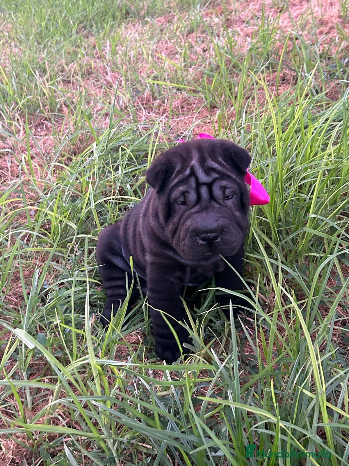 Shar Pei perros Disponible schar pei americano  - Anuncio 2