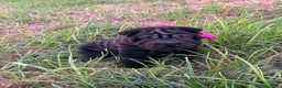 Shar Pei perros en venta: Disponible schar pei americano  - Anuncio 1