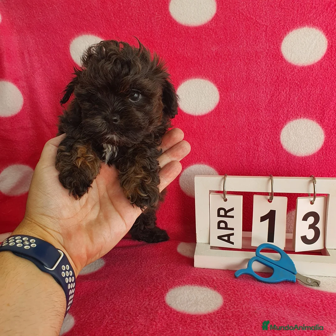 Maltipoo perros en venta: Maltipoo miniatura  - Anuncio 5