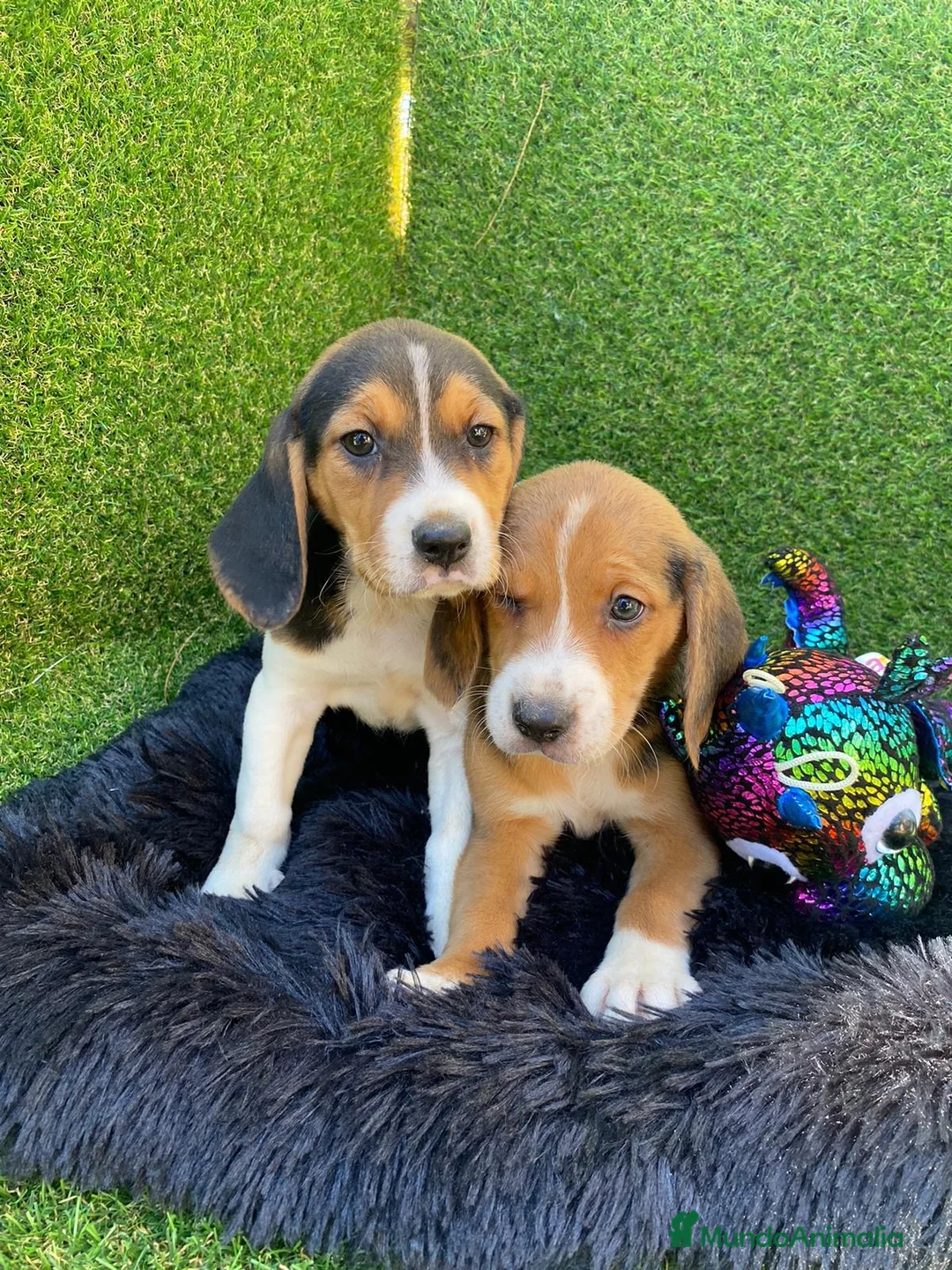 Beagle perros en venta: Beagle cachorro  en Ciudad Real - Anuncio 7