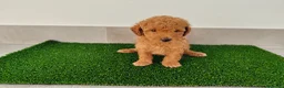 Caniche Toy perros en venta: Caniches toy - Anuncio 19