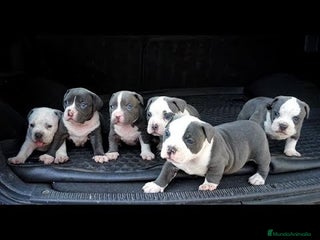 American Staffordshire-Terrier perros en Sevilla - Anuncio 20