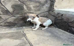 Whippet perros en venta: Whippet  - Imagen 18