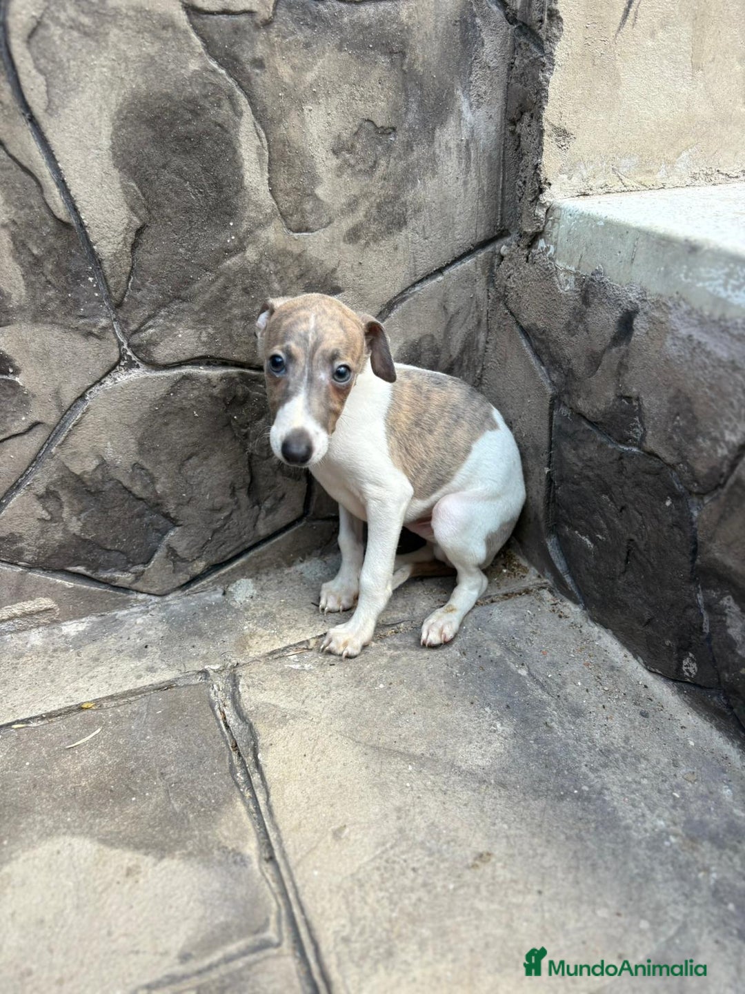 Whippet perros en venta: Whippet  - Imagen 18