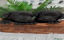 Labrador Retriever perros en venta: LABRADOR MACHO - Imagen 1