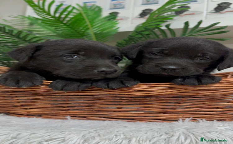 Labrador Retriever perros - Anuncio 1