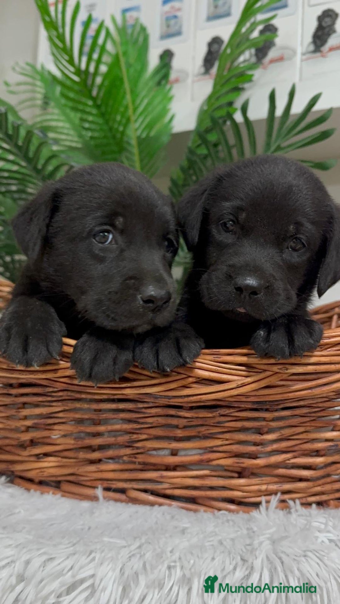 Labrador Retriever perros en venta: LABRADOR MACHO - Imagen 1