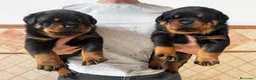 Rottweiler perros en venta: Rottwieler  - Anuncio 5