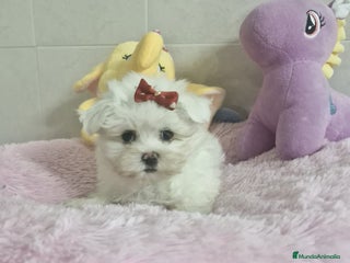 Bichón Maltés perros en Barcelona - Anuncio 15