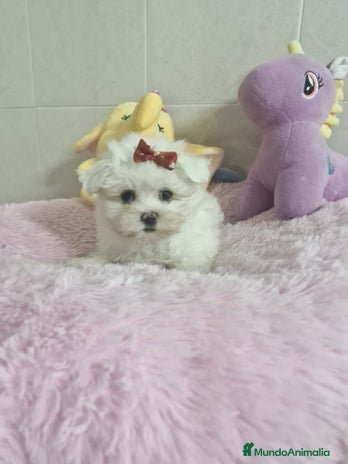 Bichón Maltés perros en Barcelona - Anuncio 16