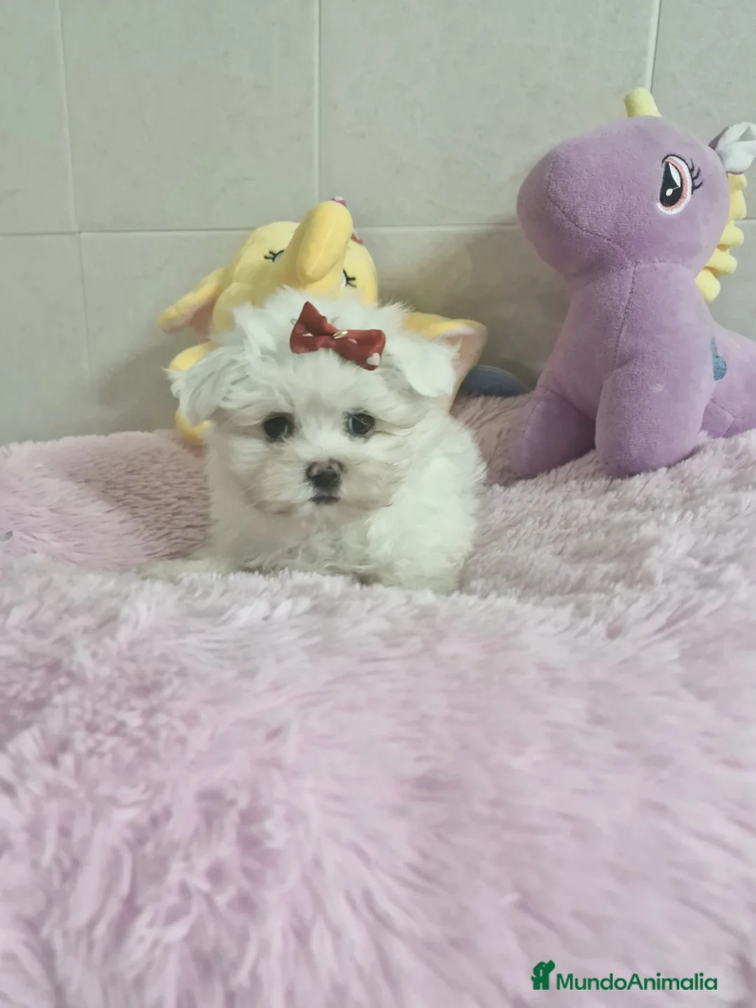 Bichón Maltés perros en venta: Bichón Maltés  en Barcelona - Anuncio 1