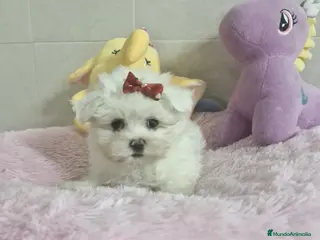 Bichón Maltés perros Bichón Maltés en Barcelona - Anuncio 8