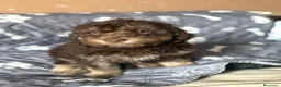 Perro de Agua Español perros en venta: Última hembra de perro de aguas!! - Anuncio 1