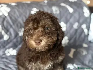 Perro de Agua Español perros Última hembra de perro de aguas!! - Anuncio 1