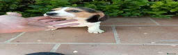 Beagle perros en venta: Cachorros de Beagle - Anuncio 2