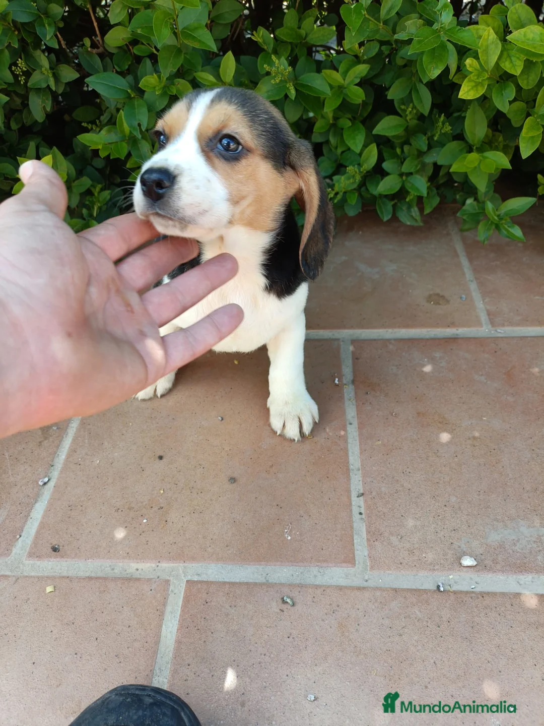 Beagle perros en venta: Cachorros de Beagle - Anuncio 2