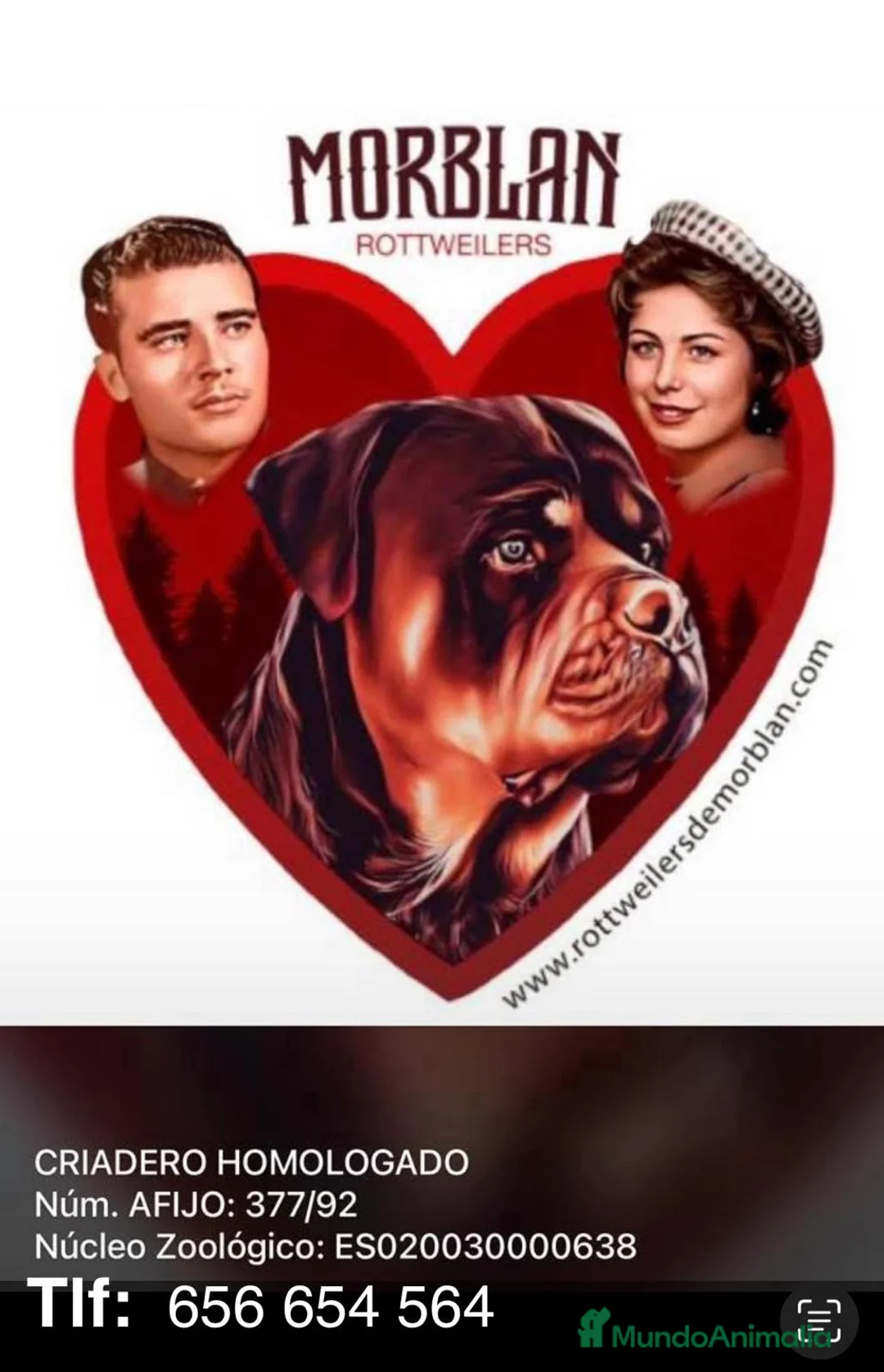 Rottweiler perros en venta: CACHORROS DE ROTTWEILER  - Anuncio 2