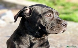 Cane Corso perros en venta: Preciosos cachorros de Cane corso - Anuncio 12