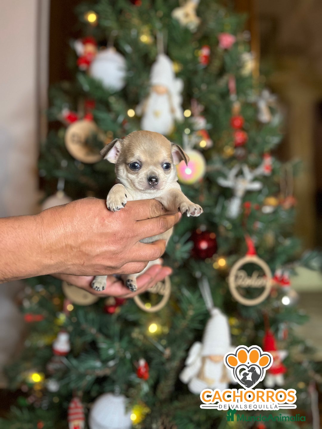 Chihuahua perros en venta: Chihuhua  - Anuncio 2