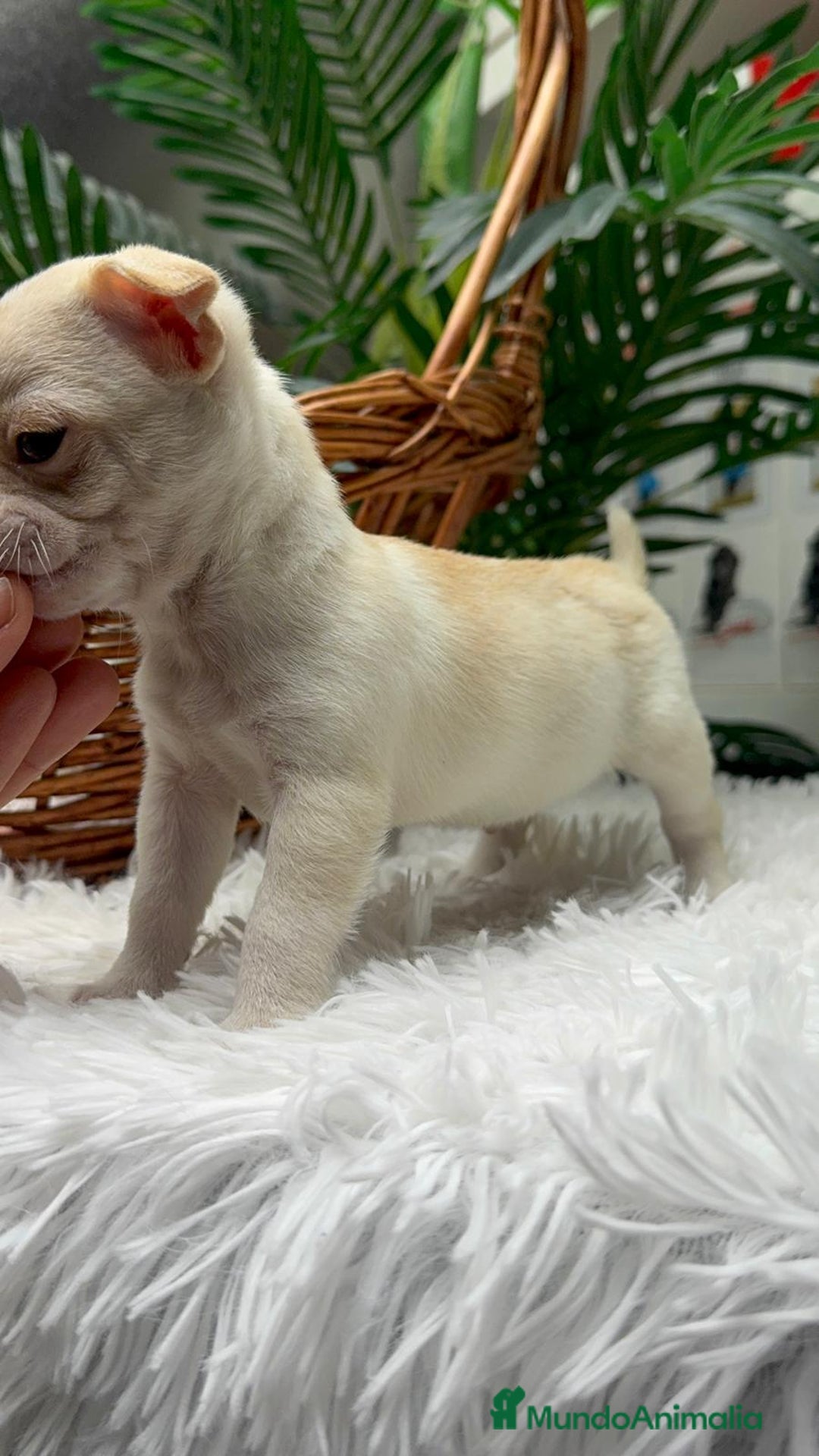 Chihuahua perros en venta: CHIHUAHUA MACHO - Anuncio 13