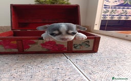 Chihuahua perros en venta: Chihuahua mini toy cabeza manzana  - Imagen 3