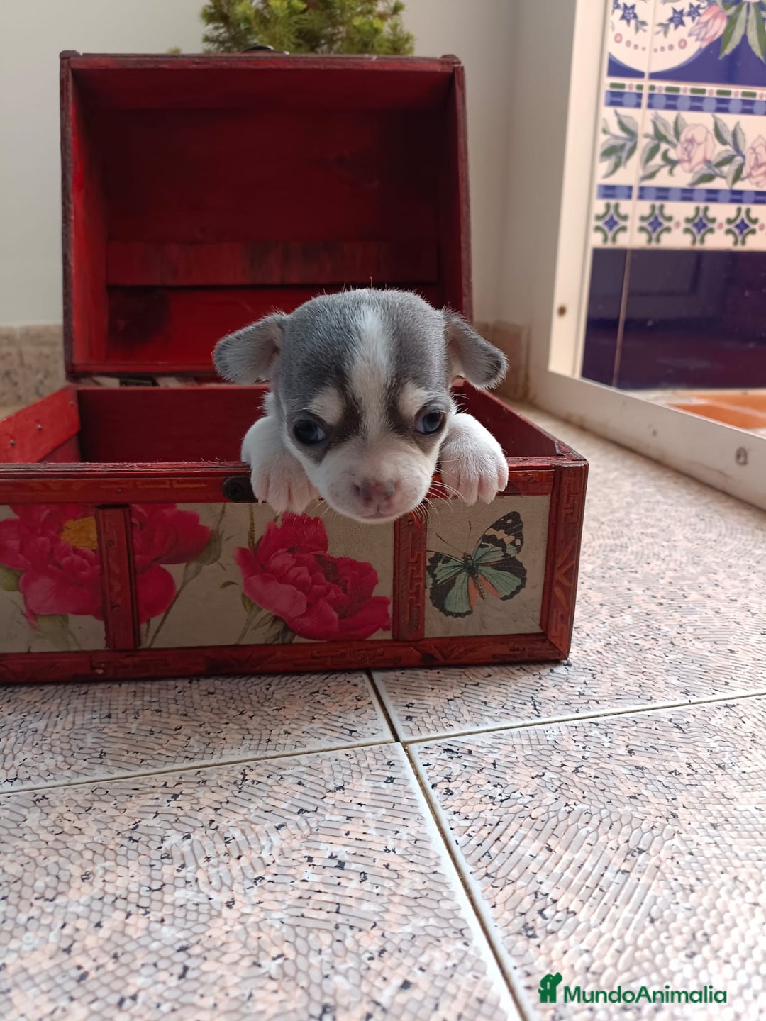 Chihuahua perros en venta: Chihuahua mini toy cabeza manzana  - Imagen 3