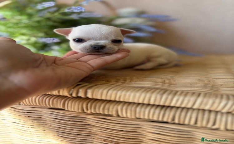 Chihuahua perros - Anuncio 12