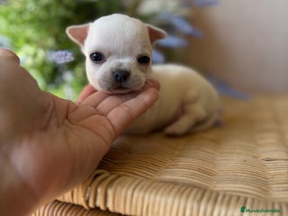 Chihuahua perros - Anuncio 34