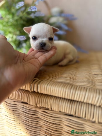 Chihuahua perros - Anuncio 2