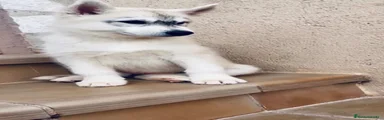 Husky Siberiano 6