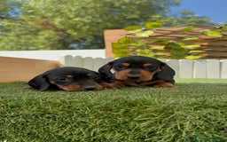 Teckel Miniatura perros en venta: TECKEL MINIATURA - Imagen 2