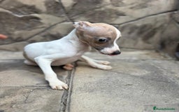 Whippet perros en venta: Whippet  - Imagen 16